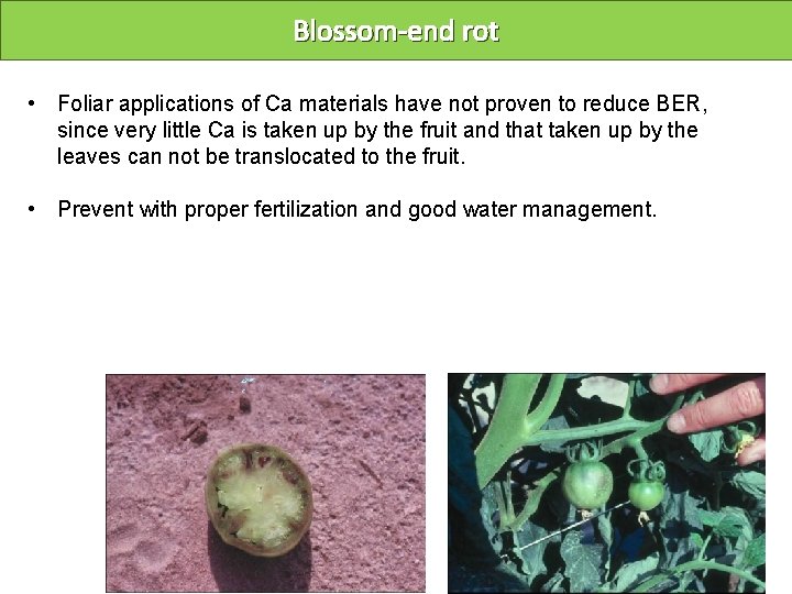 Blossom-end rot • Foliar applications of Ca materials have not proven to reduce BER,