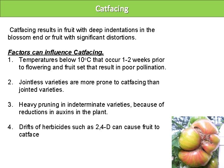 Catfacing results in fruit with deep indentations in the blossom end or fruit with