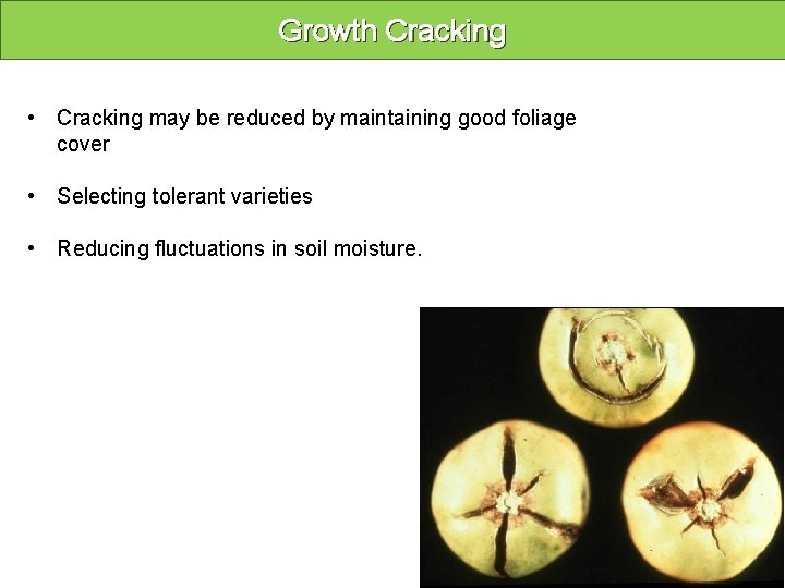 Growth Cracking • Cracking may be reduced by maintaining good foliage cover • Selecting