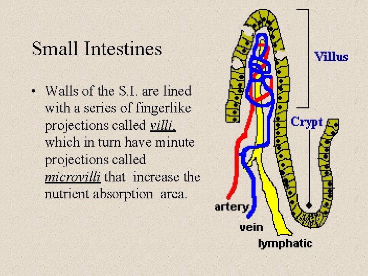 Small Intestines • Walls of the S. I. are lined with a series of