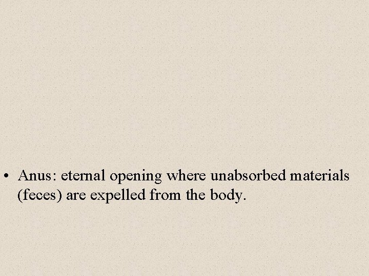  • Anus: eternal opening where unabsorbed materials (feces) are expelled from the body.