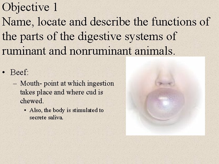 Objective 1 Name, locate and describe the functions of the parts of the digestive