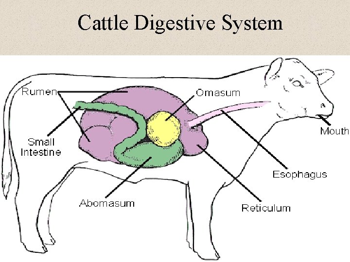 Cattle Digestive System 