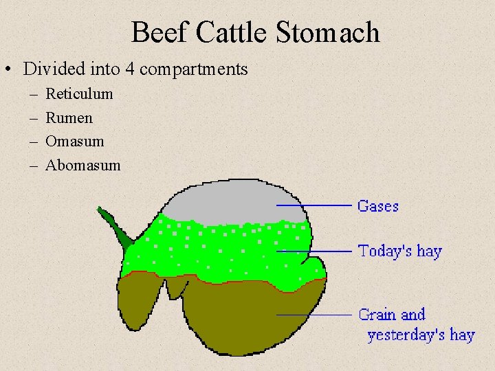 Beef Cattle Stomach • Divided into 4 compartments – – Reticulum Rumen Omasum Abomasum