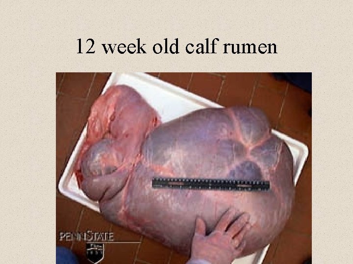 12 week old calf rumen 
