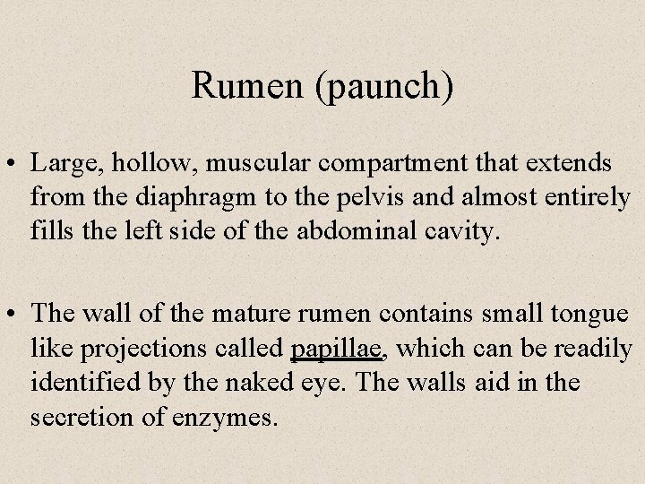 Rumen (paunch) • Large, hollow, muscular compartment that extends from the diaphragm to the
