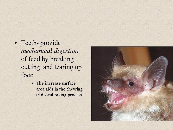  • Teeth- provide mechanical digestion of feed by breaking, cutting, and tearing up