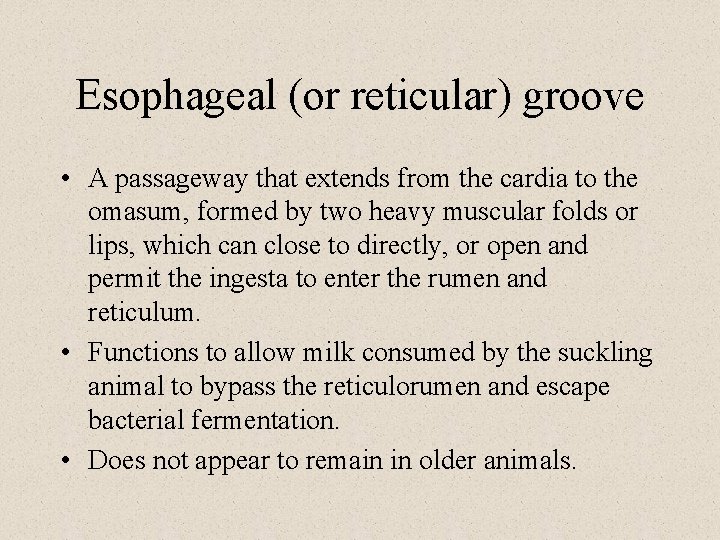 Esophageal (or reticular) groove • A passageway that extends from the cardia to the