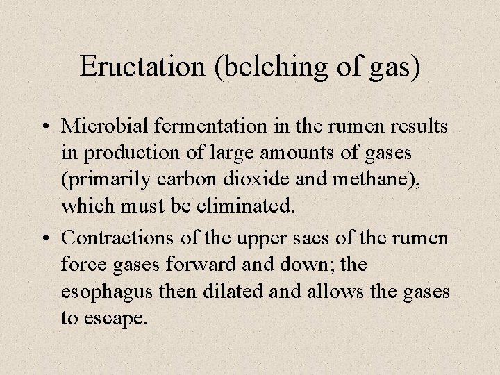 Eructation (belching of gas) • Microbial fermentation in the rumen results in production of