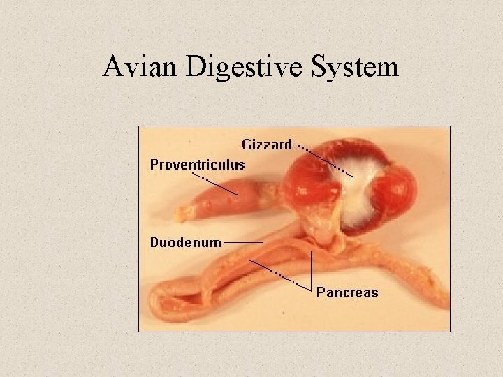 Avian Digestive System 