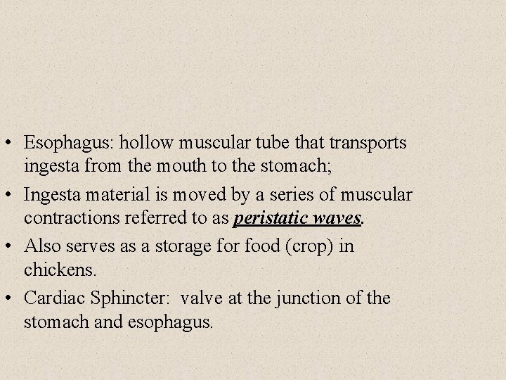  • Esophagus: hollow muscular tube that transports ingesta from the mouth to the