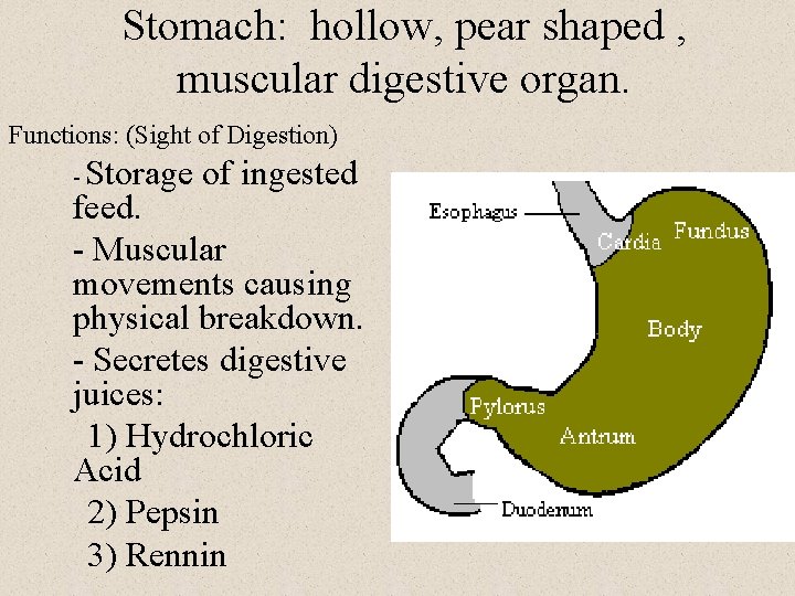 Stomach: hollow, pear shaped , muscular digestive organ. Functions: (Sight of Digestion) Storage of