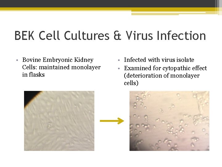 BEK Cell Cultures & Virus Infection • Bovine Embryonic Kidney Cells: maintained monolayer in