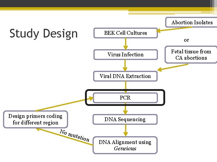 Abortion Isolates Study Design BEK Cell Cultures or Virus Infection Viral DNA Extraction PCR
