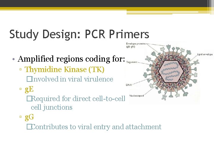 Study Design: PCR Primers • Amplified regions coding for: ▫ Thymidine Kinase (TK) �Involved