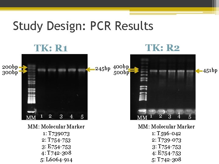 Study Design: PCR Results TK: R 2 TK: R 1 245 bp 400 bp