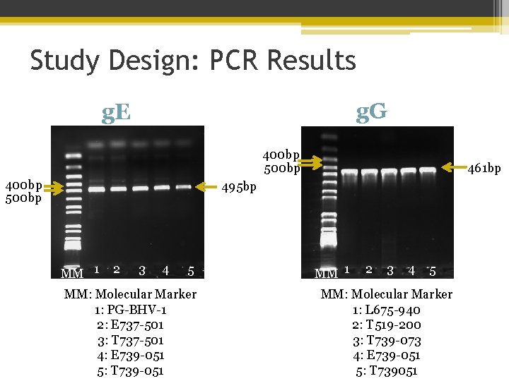 Study Design: PCR Results g. G g. E 400 bp 500 bp 461 bp