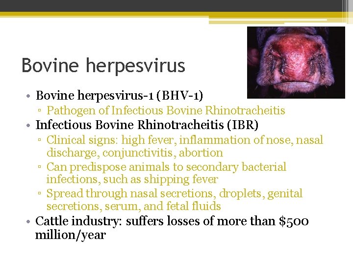 Bovine herpesvirus • Bovine herpesvirus-1 (BHV-1) ▫ Pathogen of Infectious Bovine Rhinotracheitis • Infectious