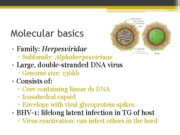 Molecular basics • Family: Herpesviridae ▫ Subfamily: Alphaherpesvirinae • Large, double-stranded DNA virus ▫