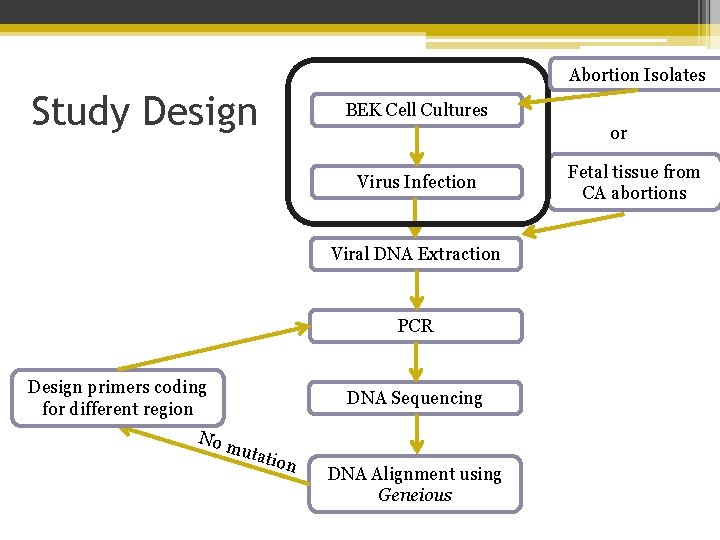 Abortion Isolates Study Design BEK Cell Cultures or Virus Infection Viral DNA Extraction PCR