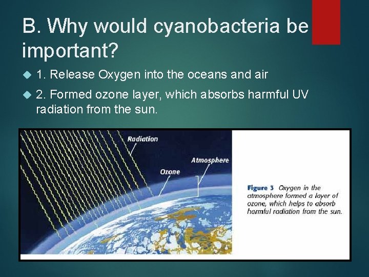 B. Why would cyanobacteria be important? 1. Release Oxygen into the oceans and air