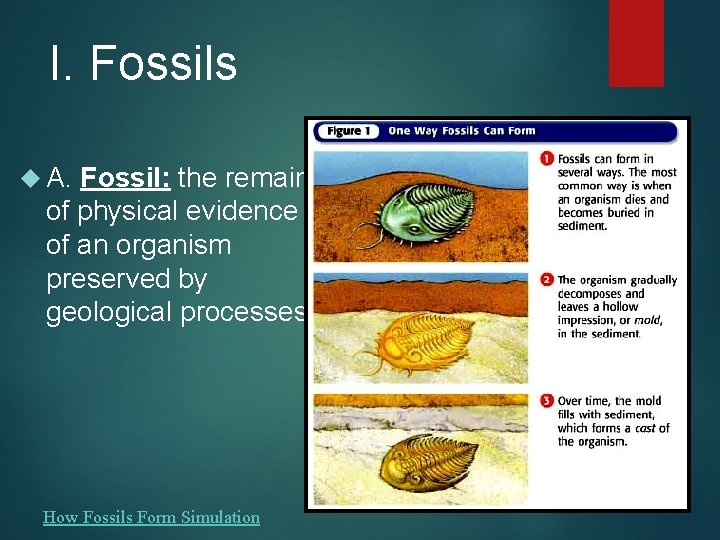 I. Fossils A. Fossil: the remains of physical evidence of an organism preserved by