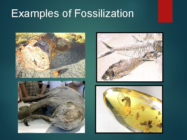 Examples of Fossilization 