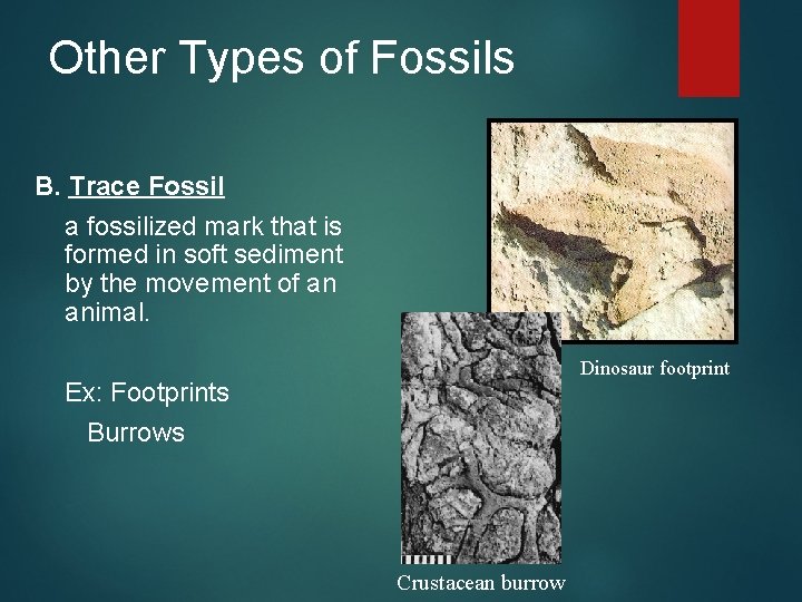 Other Types of Fossils B. Trace Fossil a fossilized mark that is formed in