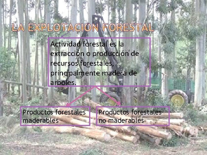 Actividad forestal es la extracción o producción de recursos forestales, principalmente madera de arboles.