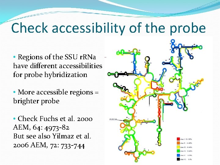 Check accessibility of the probe • Regions of the SSU r. RNa have different