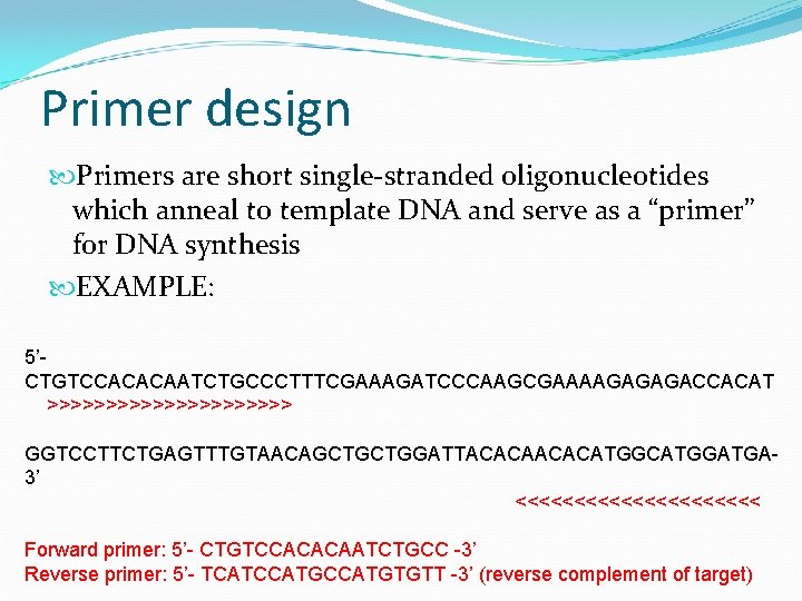 Primer design Primers are short single-stranded oligonucleotides which anneal to template DNA and serve