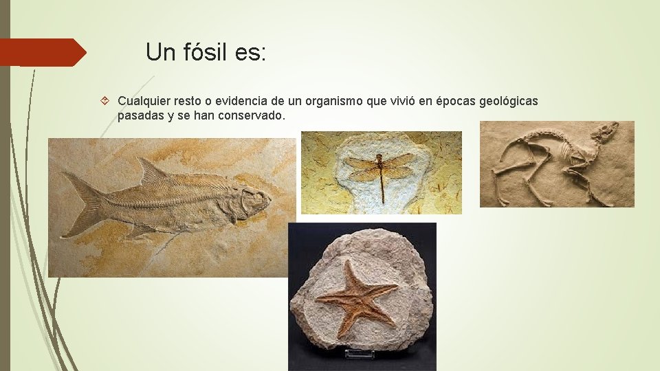 Un fósil es: Cualquier resto o evidencia de un organismo que vivió en épocas