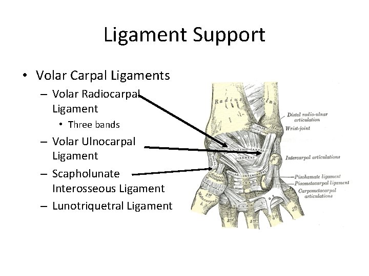 Ligament Support • Volar Carpal Ligaments – Volar Radiocarpal Ligament • Three bands –