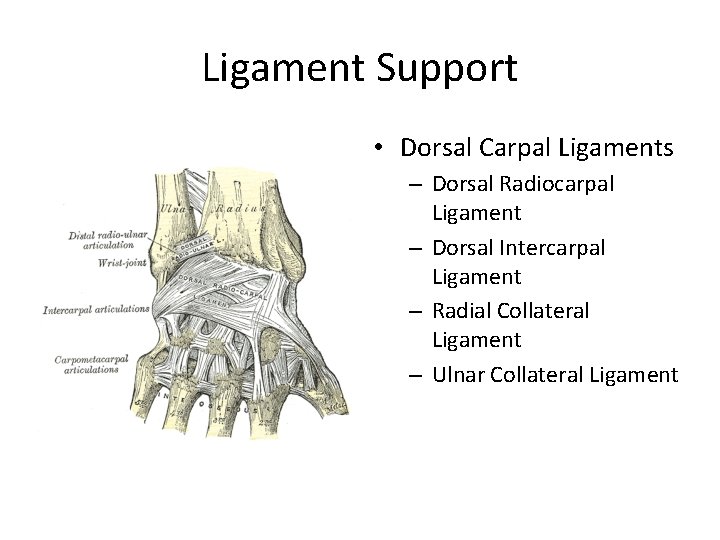 Ligament Support • Dorsal Carpal Ligaments – Dorsal Radiocarpal Ligament – Dorsal Intercarpal Ligament