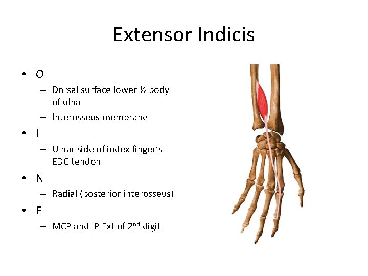 Extensor Indicis • O – Dorsal surface lower ½ body of ulna – Interosseus