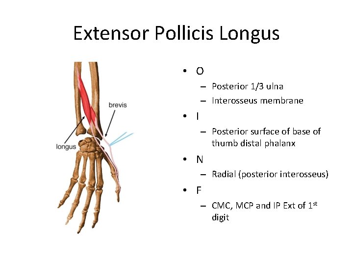 Extensor Pollicis Longus • O – Posterior 1/3 ulna – Interosseus membrane • I