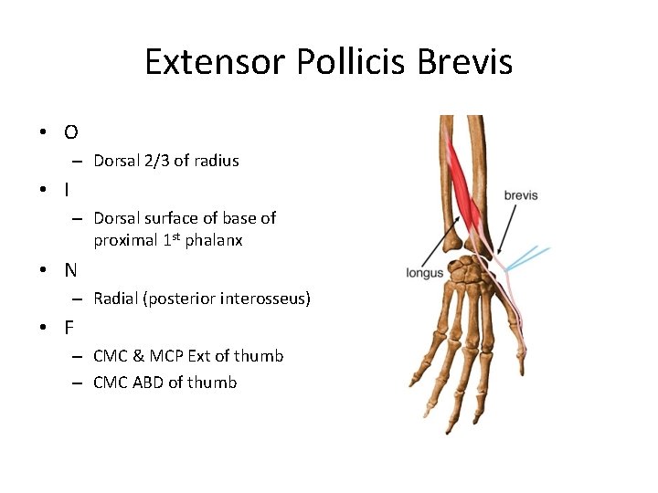 Extensor Pollicis Brevis • O – Dorsal 2/3 of radius • I – Dorsal