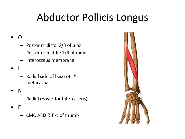 Abductor Pollicis Longus • O – Posterior distal 2/3 of ulna – Posterior middle