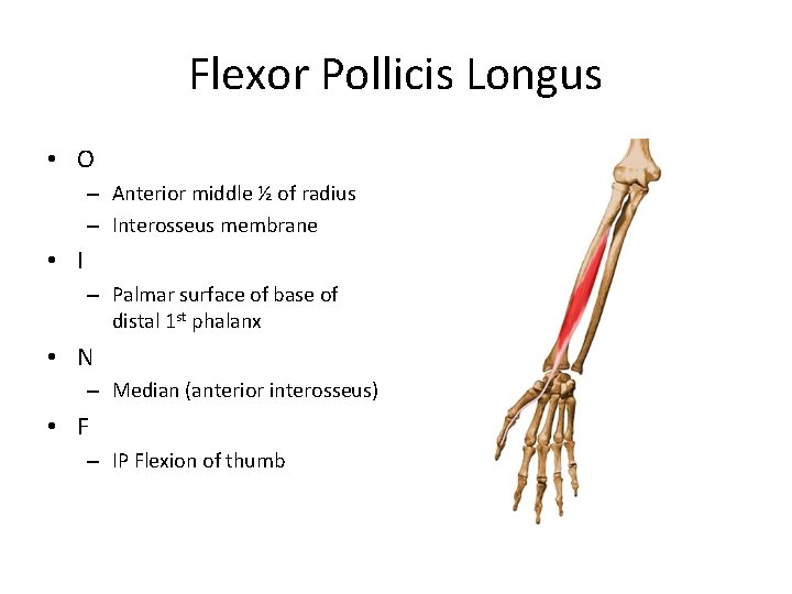Flexor Pollicis Longus • O – Anterior middle ½ of radius – Interosseus membrane