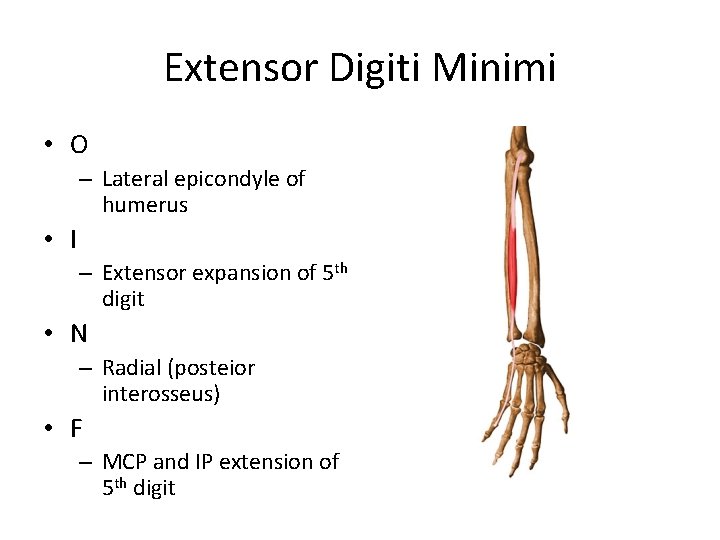 Extensor Digiti Minimi • O – Lateral epicondyle of humerus • I – Extensor