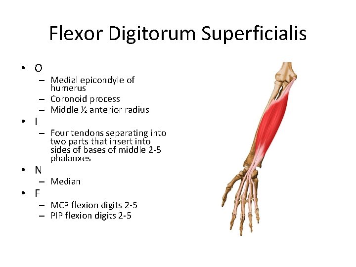 Flexor Digitorum Superficialis • O • I – Medial epicondyle of humerus – Coronoid