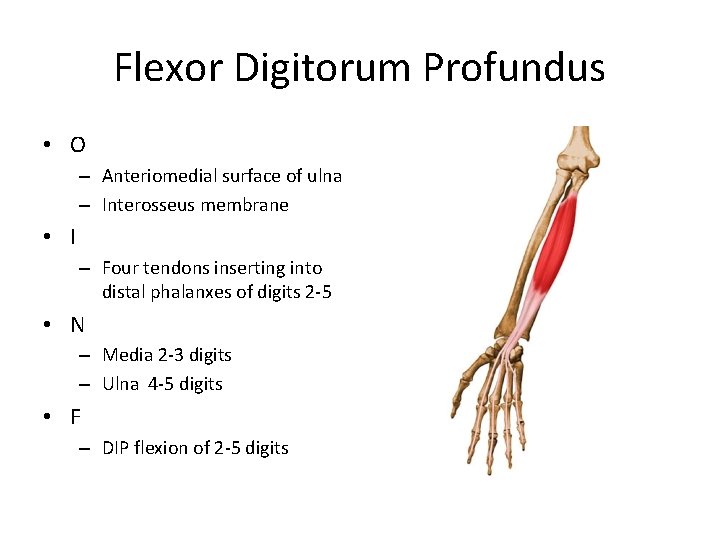 Flexor Digitorum Profundus • O – Anteriomedial surface of ulna – Interosseus membrane •