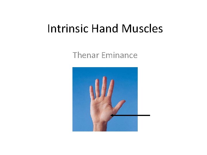 Intrinsic Hand Muscles Thenar Eminance 