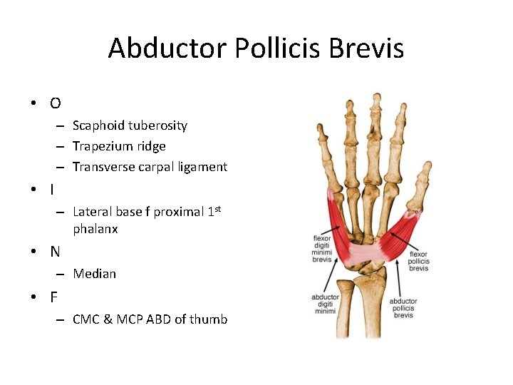 Abductor Pollicis Brevis • O – Scaphoid tuberosity – Trapezium ridge – Transverse carpal
