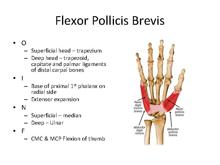 Flexor Pollicis Brevis • O • I – Superficial head – trapezium – Deep