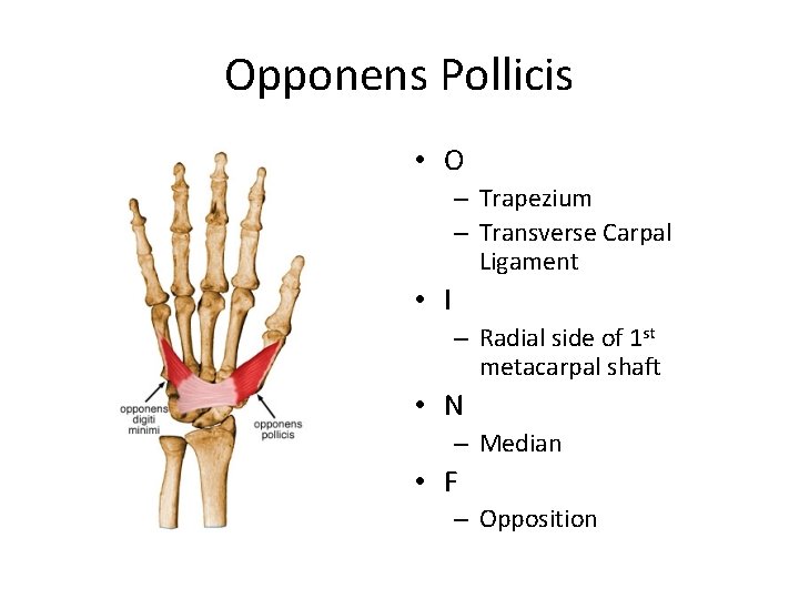 Opponens Pollicis • O – Trapezium – Transverse Carpal Ligament • I – Radial