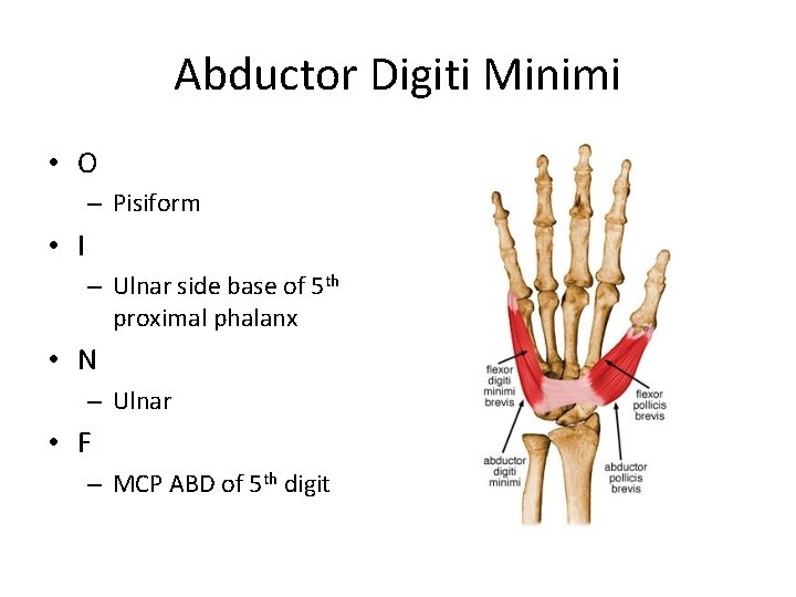 Abductor Digiti Minimi • O – Pisiform • I – Ulnar side base of
