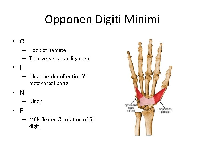 Opponen Digiti Minimi • O – Hook of hamate – Transverse carpal ligament •