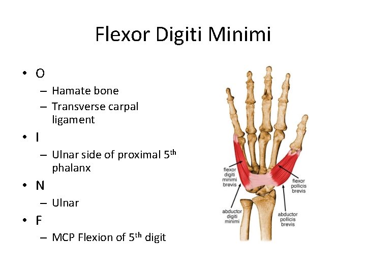 Flexor Digiti Minimi • O – Hamate bone – Transverse carpal ligament • I