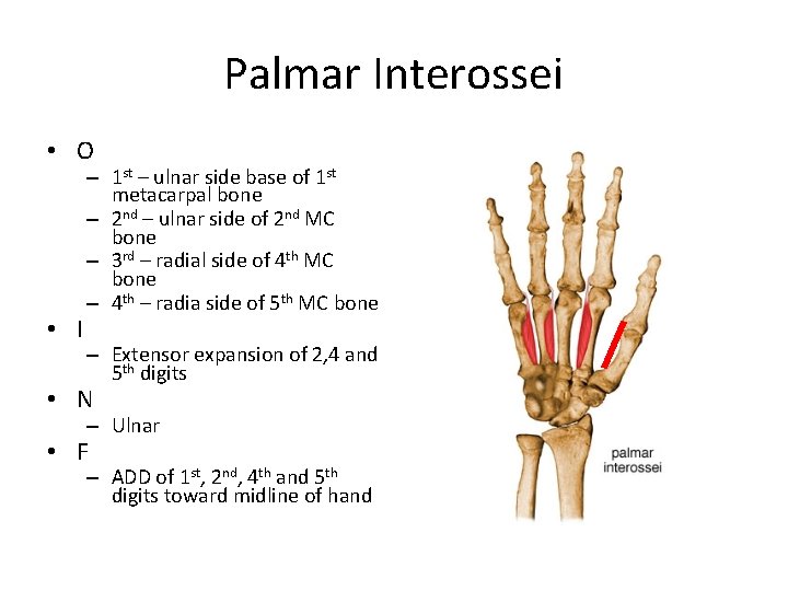 Palmar Interossei • O • I – 1 st – ulnar side base of
